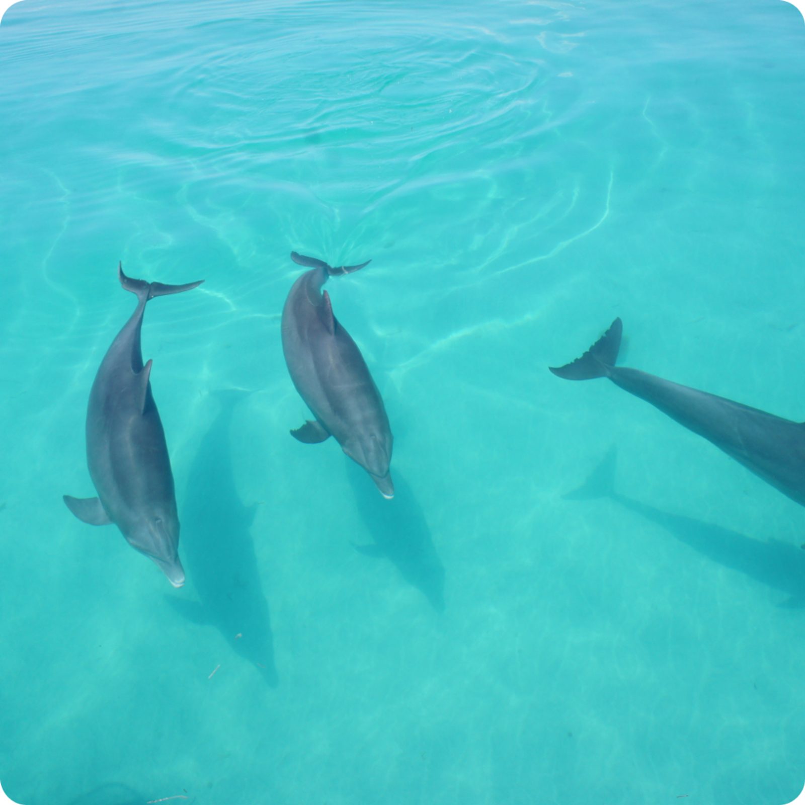 Three bottlenose dolphins swimming just under the surface in clear green water beside the boat