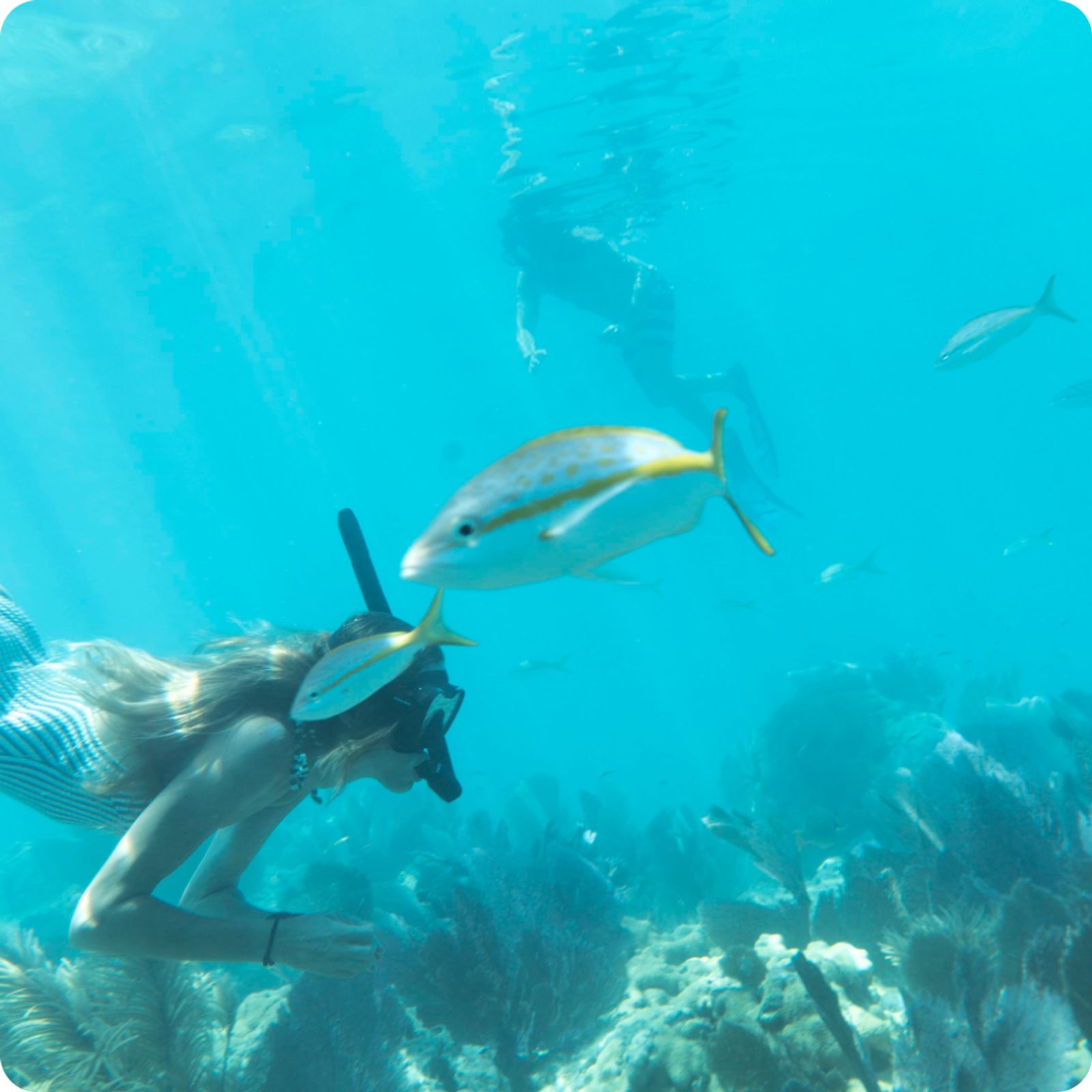A snorkeler floating over a shallow reef patch with a yellowtail snapper swimming past