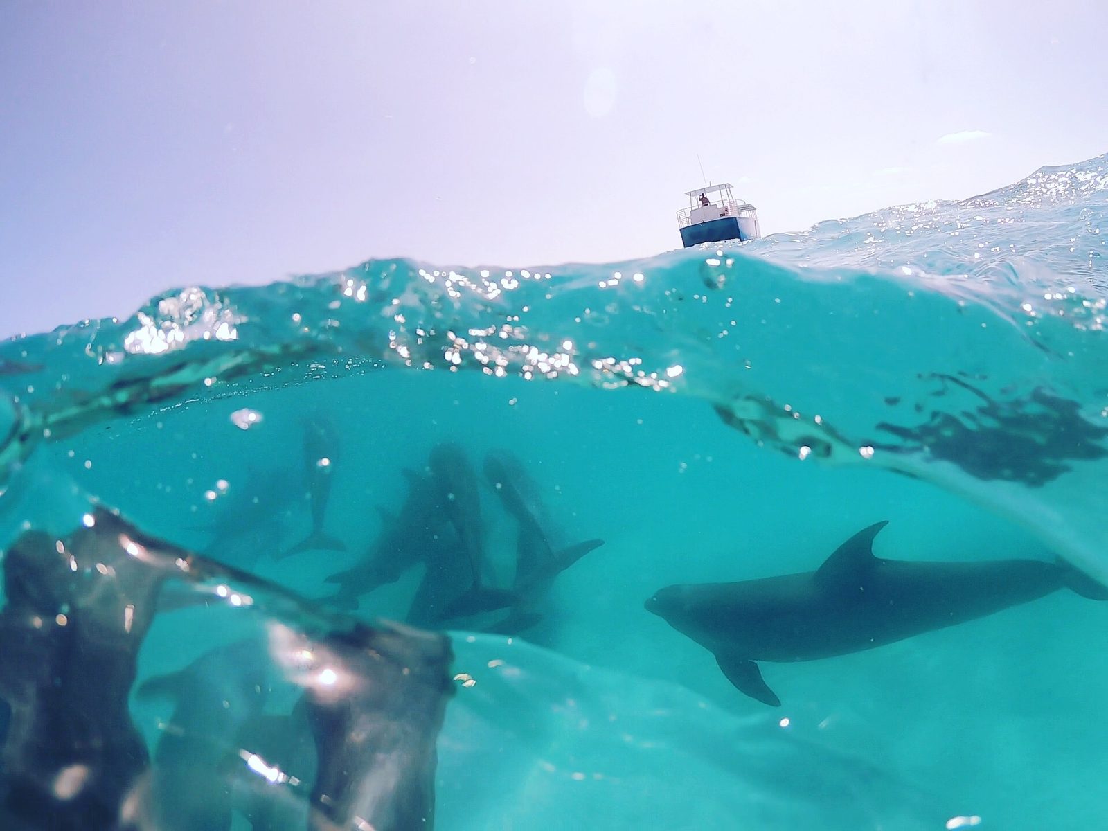 Split underwater view of a dolphin passing below the surface with the tour boat in the background