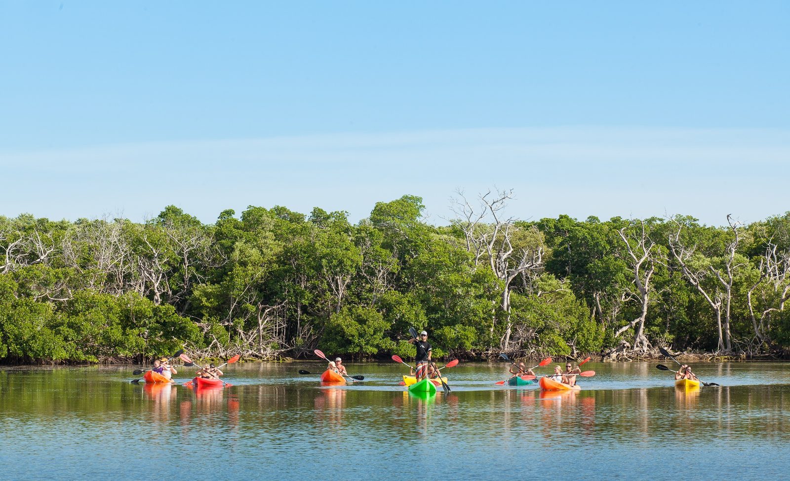 A line of colorful kayaks spread along a mangrove shoreline under a clear blue sky