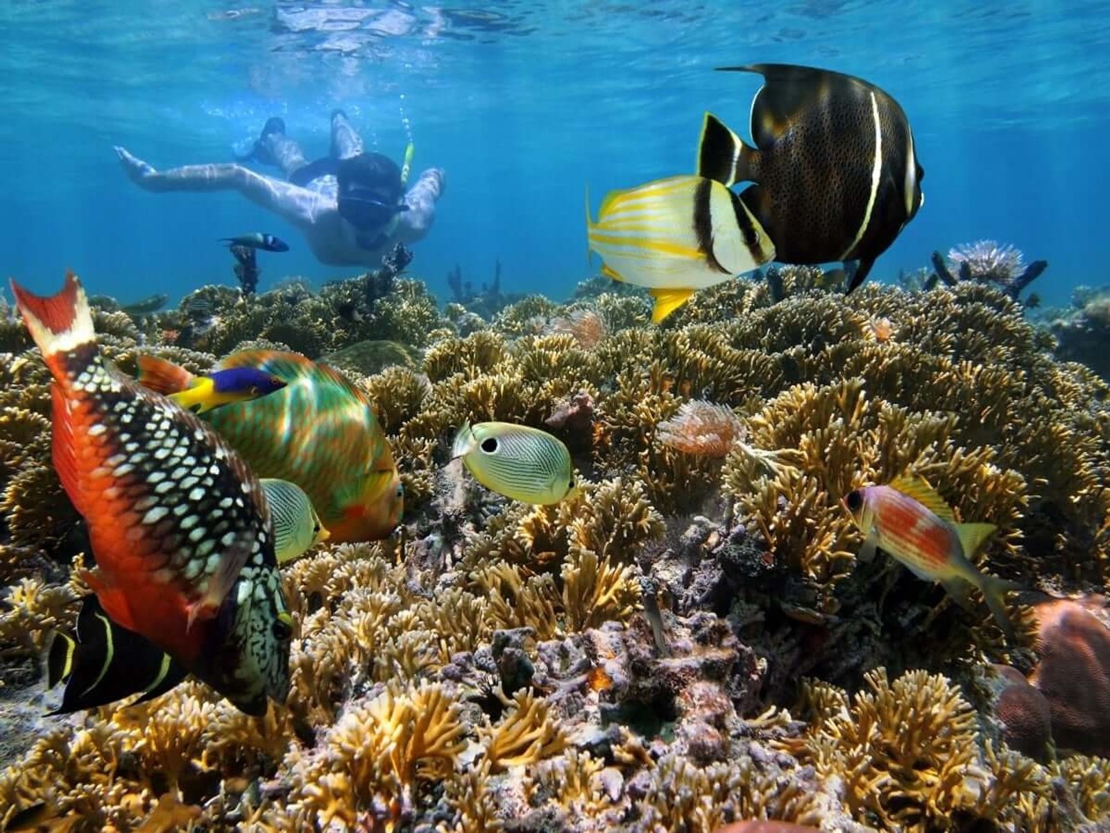 A snorkeler drifting above fire coral with a black-and-yellow French angelfish and small reef fish in front of the camera